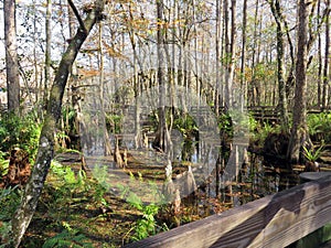 Six Mile Cypress Slough Preserve