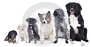 Six mixed breed dogs in a row