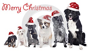 Six mixed breed dogs in a row with santa hats