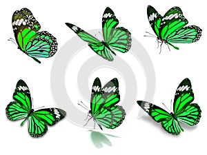 Six monarch butterflies set