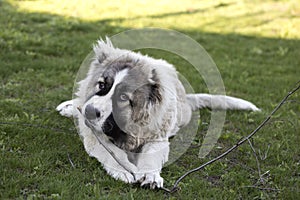 Six month old caucasian shepherd nibbles a stick