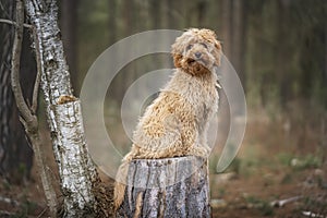 Six month old Cavapoo cute puppy dog sitting on a tree stump in the forest