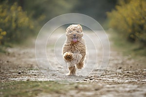 Six month old Cavapoo puppy dog in action and running