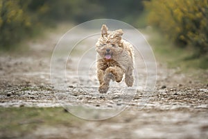 Six month old Cavapoo puppy dog in action and running with all paws off the ground