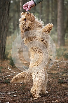 Six month old Cavapoo puppy dog on her hind legs at full stretch for a treat from her owner