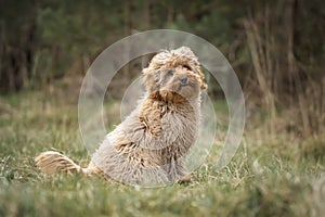 Six month old Cavapoo puppy dog sitting in the forest with the wind blowing her fur