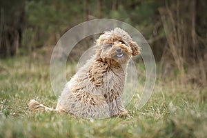Six month old Cavapoo puppy dog sitting in the forest with the wind blowing her fur