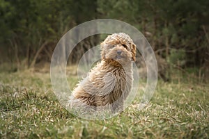 Six month old Cavapoo puppy dog sitting in the forest with the wind blowing her fur