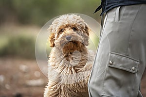 Six month old Cavapoo puppy dog sitting with his obscured owner