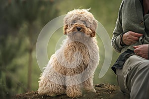 Six month old Cavapoo puppy dog sitting with his obscured owner