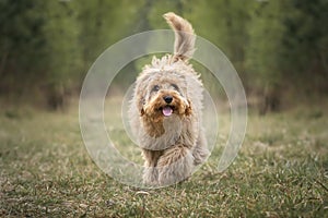 Six month old Cavapoo puppy dog walking towards the camera