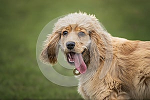 Six Month Old Cocker Spaniel