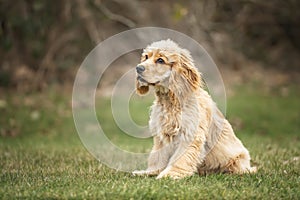 Six Month Old Cocker Spaniel in a field looking to the left