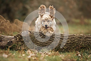 Six Month Old Cocker Spaniel jumping over a fallen tree log in the autumn fall