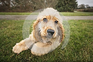 Six Month Old Cocker Spaniel laying on the grass close up to the camera