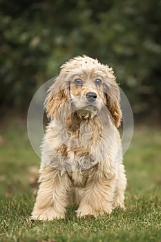 Six Month Old Cocker Spaniel puppy in an autumnal fall pose in portrait format