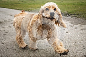 Six Month Old Cocker Spaniel walking on a path smiling and happy