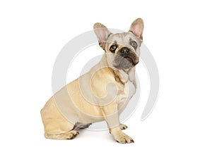 Six month old French bulldog puppy sitting against a white background