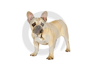 Six month old French bulldog puppy standing against a white background