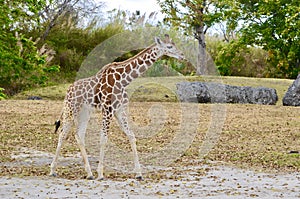 Six Month Old Giraffe Calf