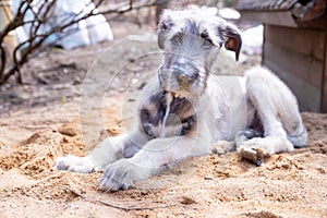 six month old irish wolfhound.Portrait of irish wolfhound puppy. Happy dog, pet concept