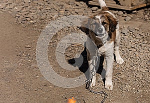 Six-month-old puppy stands in the yard and looking into the camera