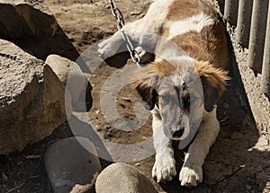 Six-month-old white and red puppy on a chain in the yard near  kennel