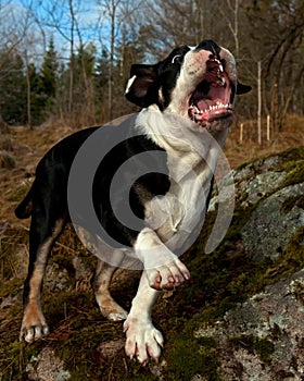 Six month puppy of Old English Bulldog, in funny expression