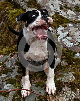 Six month puppy of Old English Bulldog, in funny expression