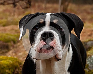 Six month puppy of Old English Bulldog, standing and posing in front of camera
