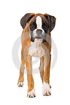 Young boxer dog isolated on white background