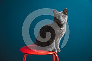 A six months old Chartreux Grey Kitten Pet Cat standing on a red round stool with blue background wall