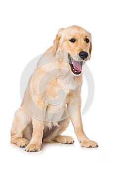 Yawning golden retriever dog sitting isolated on white background