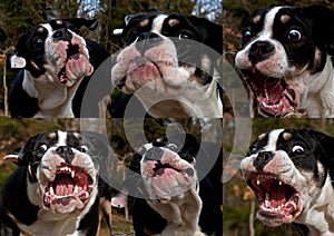 Six months old puppy bulldog in amazed and surprised expression