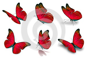 six mophor butterfly