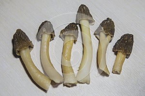 Six Morchella mushrooms