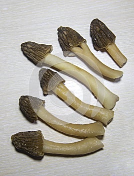 Six Morchella mushrooms