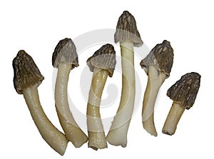 Six Morchella mushrooms isolated on white background