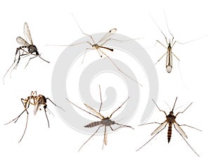 Six mosquitoes isolated on white