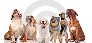 Six panting dogs looking up while standing and sitting