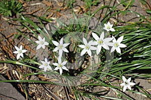 Six-petaled white flowers of Ornithogalum umbellatum in April