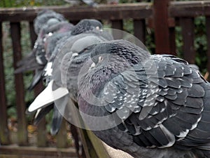 Six pigeons in a row