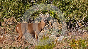 A six point buck deer