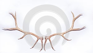 Elk Antlers On White Background photo