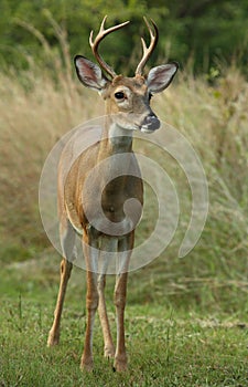 Six Point White-tailed Deer
