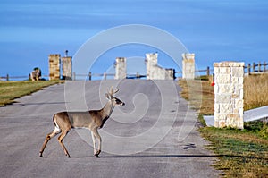 Six point Whitetailed Deer Buck crossing road
