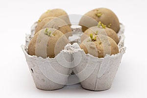 Six potatoes chitting in an egg carton.