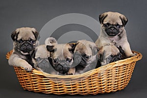 Six pug puppies.