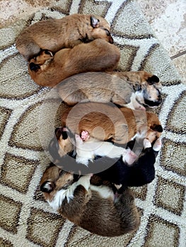 Six puppies skeeping in a row
