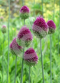 Six Purple Drumstick Alliums in the Green Grass Field